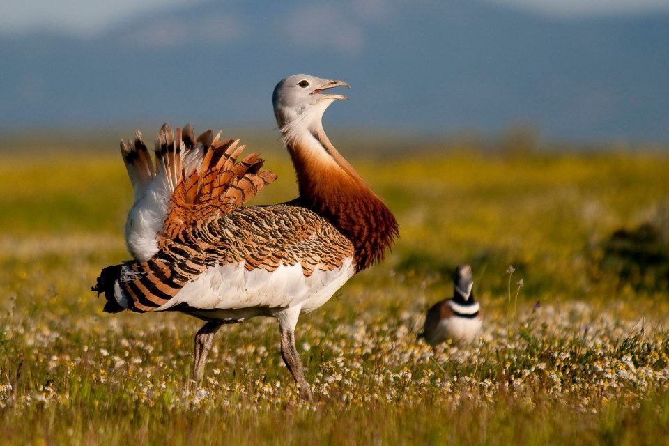 Ecologistas en Acción denuncian 47 hectáreas de regadío ilegal en Mazarrón que afectan a especies protegidas