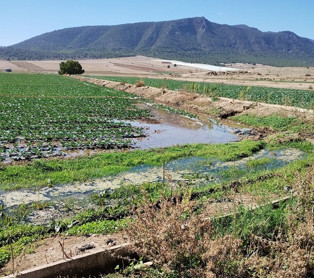 CHS carga el peso de la sequía y restricciones de agua al regadío tradicional, mientras la agroindustria sigue sobreexplotando los acuíferos