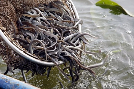 Ecologistas en Acción reclama al Gobierno Regional la misma protección para las anguilas que para los linces