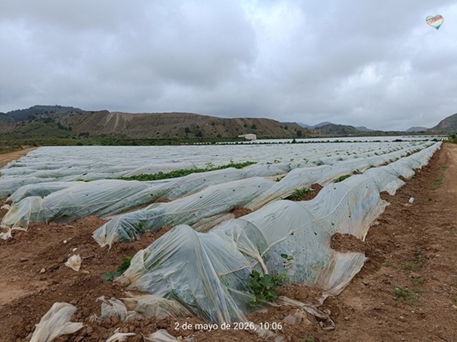 cultivo metales pesado
